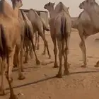 قعدان للبيع