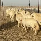 غنم حرية نقوة مراح عددها 100 تحتها 1 بفحلها