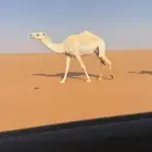 عشرا جذعه وضحا