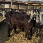 البيع تيوس العدد 11 مخصا. العمر 7اشهر