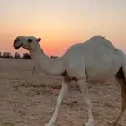 وضحى طيبة