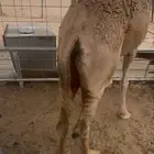 بكره كفو من تحت امه للبيع الموقع نجران