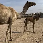 ناقه خلفه للبيع اتواصل واتس