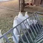تيوس وجفار بيشيه