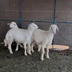 طليان صنف للبيع ابوهن للعرض ماهو للبيع