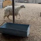 رخل حرشا