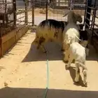 نجد متابع طيبه