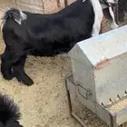 للبيع جذع عارضي فاخر