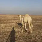 حيران وحشو للبيع