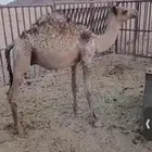 للبيع حاشي عمره خمس اشهر تحت امه لباني فل الفل شحم