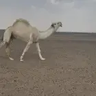 بعير رماني