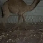 قعدان طيبه