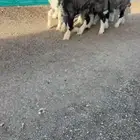 رخال نجد خصم الخصم