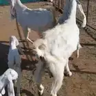 معزاء للبيع