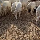 بهم حريات فاخر