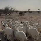 ينبع