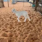 داغور
