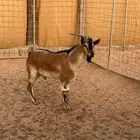 للبيع تيس وعل