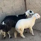 خلفه تحتها رخل