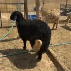 طلي مهجن فاخر