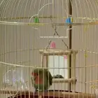 عصفور نوع روز اليف جدا مع القفص وجديد القفص
