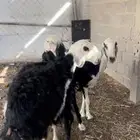 شوهات نجد