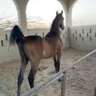 مهر شيخ
