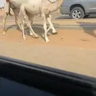 عشرا وضحا رمانيه كفو ناقه انتاج وزين حدرها بكره