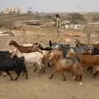 29من المعزا كفو وطيبه