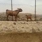 تيس وعنزين كفوو