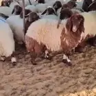 ذبايح للبيع