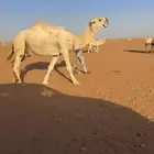 بعير علياني كفو مشروط من العذاريب