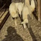 بهم حريات تربيه للبيع