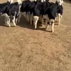 خرفان