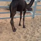 قعود مجهم