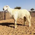 للبيع فحل نجدي عيسي