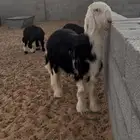 خروف نجدي فحل