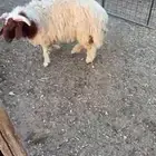 ذبايح أوزان طيبة وسعار مناسبة