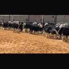 عرض بيع رخال نجد عداد 60