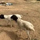 ذبايح تفريد برابر وتيوس وحيل حريه