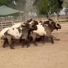 فحول نعيم صنف للبيع