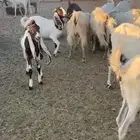 معزا حسب مافي الصوره العدد 60 راس تقريباجذعه ثنيه رباع اغلب