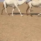 لا توصل الصامل باتلي على بعير محمد حامد