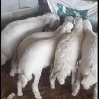 طليان هرفي ثلاج ة ونظيفه ويوجد الصلخ والتوصيل