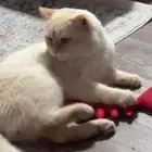 قط للتبني العاجل