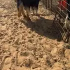 شاه نادددرره