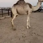لقحه بكر جذعه تقاود بالرسن