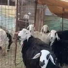 نعاج مع الفحل للبيع