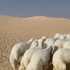 خرفان حريات