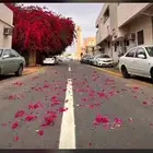 مطلوب لوبد طالع لشمال